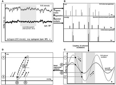 An Innovative Technique to Assess Spontaneous Baroreflex Sensitivity with Short Data Segments: Multiple Trigonometric Regressive Spectral Analysis